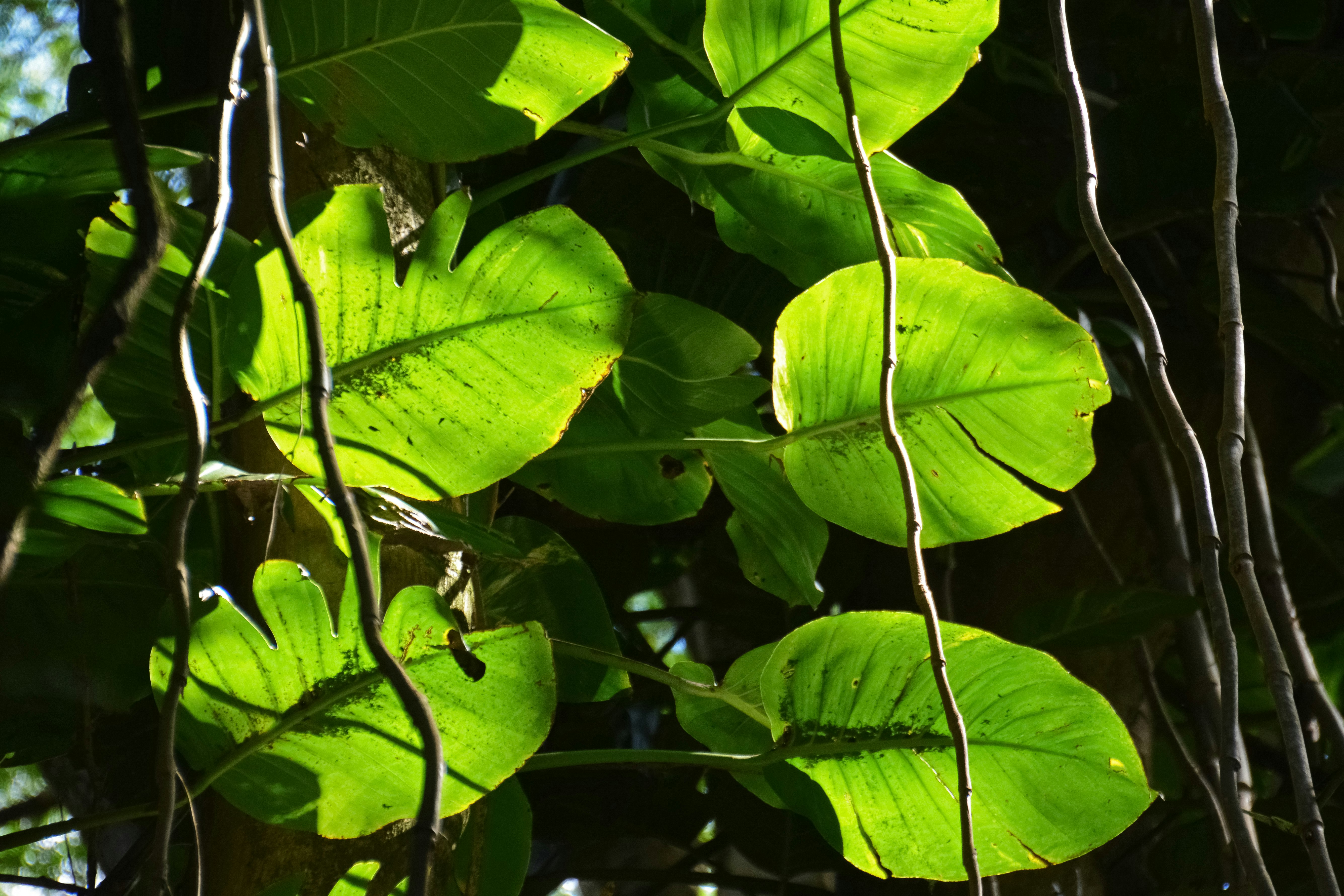 green leaves in close up photography